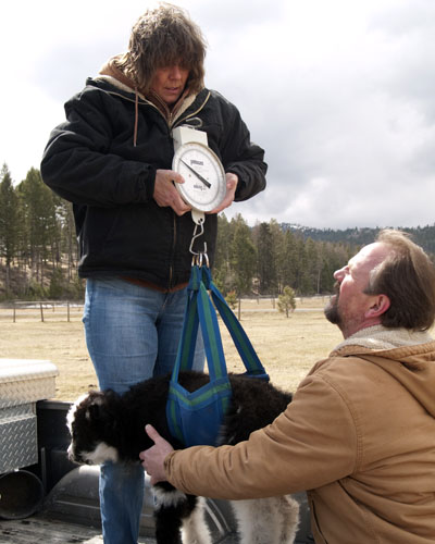 Weighing tibetan yak calf